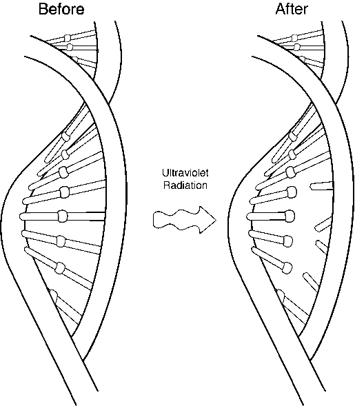 Germicidal UVC DNA Damage